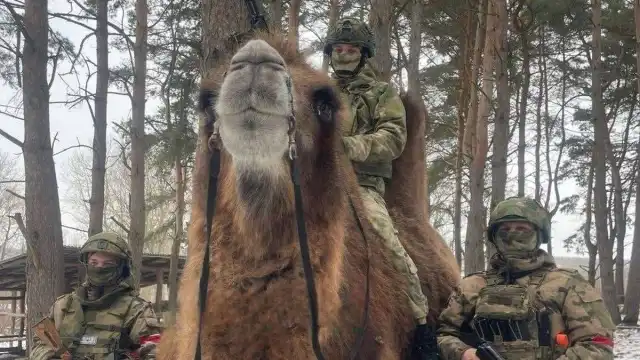 Nowa strategia Rosjan. Żołnierze dosiadają... wielbłądy Nowa strategia Rosjan. Żołnierze dosiadają... wielbłądy