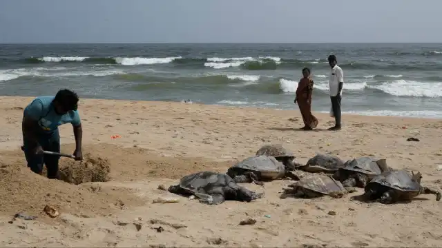 Tajemnicze odkrycie na indyjskiej plaży. Ekolodzy szukają winnego Tajemnicze odkrycie na indyjskiej plaży. Ekolodzy szukają winnego