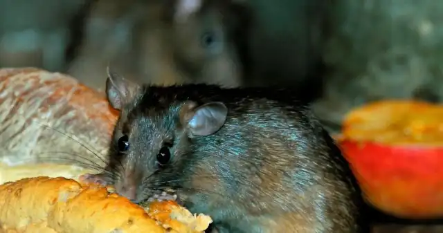  Niepokojące odkrycie w sieciówce. Sklep może zostać zamknięty