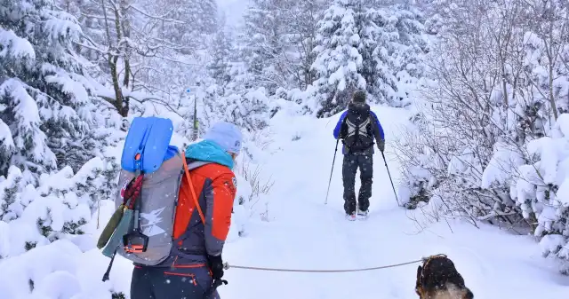  Ten zakaz konsekwentnie łamią turyści, wybierający się w góry. Mogą sprowokować niedźwiedzie